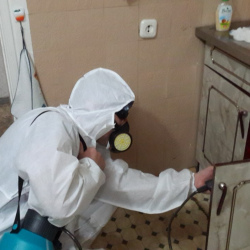 Дезинфекция от муравьев в квартире в Вязниках